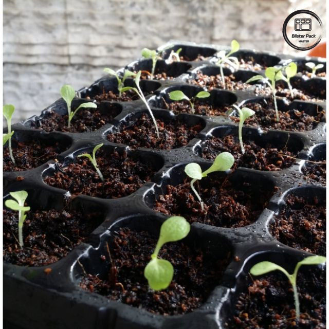 家庭庭園の植え付けのための50穴の種苗のスタートトレー,硬いプラスチックベジタリアン繁殖トレー